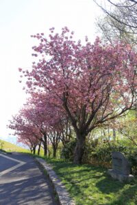 旭山記念公園の八重桜2022年5月11日1