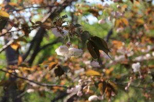 旭山記念公園の八重桜2022年5月11日5白花