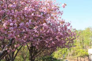 旭山記念公園の八重桜2022年5月11日3