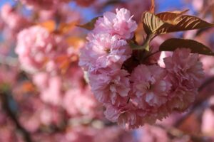 旭山記念公園の八重桜2022年5月11日2