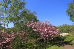 旭山記念公園の八重桜2022年5月11日4