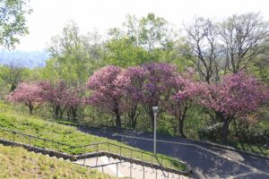 旭山記念公園の八重桜2022年5月11日6