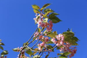 旭山記念公園の八重桜2022年5月17日4