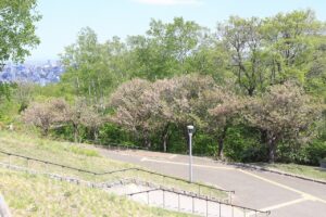 八重桜2022年5月17日1