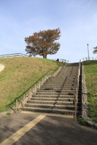 旭山記念公園の桜2022年5月6日展望台一本桜