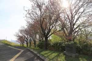 旭山記念公園の桜2022年5月6日八重桜並木