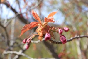 旭山記念公園の桜2022年5月6日八重桜蕾