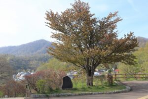 旭山記念公園の桜2022年5月6日展望台