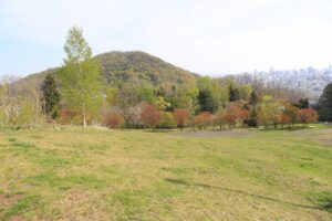 旭山記念公園の桜2022年5月6日円山