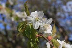 旭山記念公園の桜202年5月6日カスミザクラ
