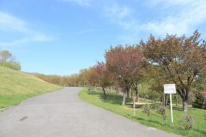 旭山記念公園の桜2022年5月6日新桜並木