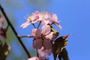 旭山記念公園の桜2022年5月6日色の濃い桜