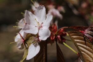 旭山記念公園の桜2022年5月6日森の家横の桜