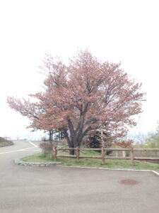 展望台の一本桜