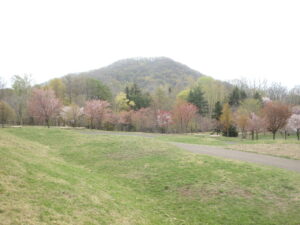 新桜並木の様子