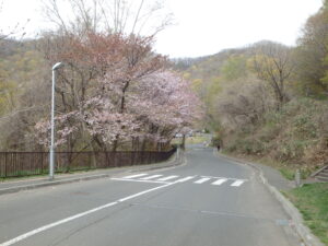 駐車場に向かう道の桜の様子