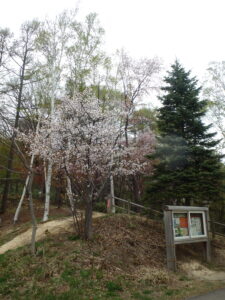 森の家の横の桜
