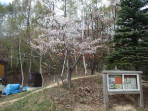 藻岩山登山口の桜