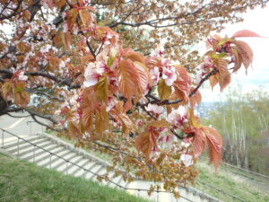 展望台の一本桜の様子