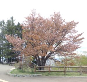展望台の一本桜