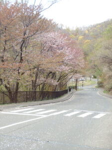 駐車場までの道の桜