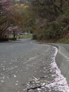 第一駐車場へ続く道に散った桜の花びら