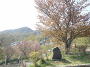 旭山記念公園の桜2022年5月5日展望台藻岩山