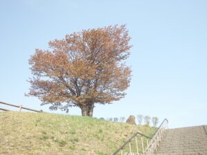 旭山記念公園の桜2022年5月5日展望台一本桜