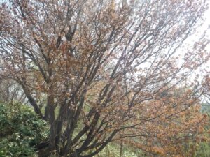 旭山記念公園の桜2022年5月５日レストハウス前