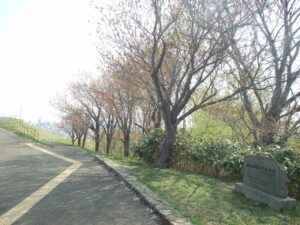 旭山記念公園の桜2022年5月5日八重桜並木