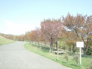 旭山記念公園の桜2022年5月5日新桜並木