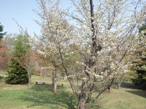 旭山記念公園の桜2022年5月5日カスミザクラ1