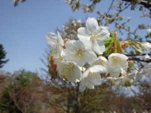 旭山記念公園の桜2022年5月5日カスミザクラアップ