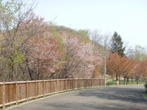 旭山記念公園の桜2022年5月5日円山と園路