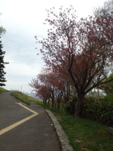 展望台下の八重桜