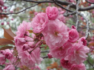 展望台下の八重桜