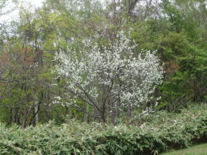 展望台中ほどの梅