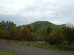 新桜並木と円山