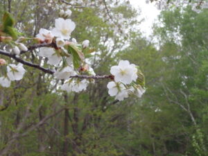 第二駐車場のカスミ桜
