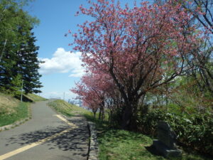 レストハウス横の八重桜