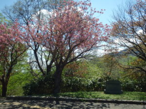 レストハウス横の八重桜