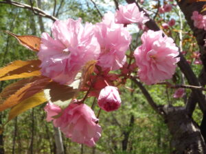 旭山記念公園の八重桜の様子