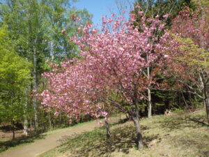 展望デッキの八重桜