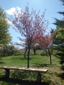 噴水横の散策路の八重桜