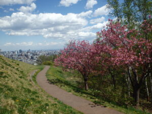 札幌の街並みと八重桜