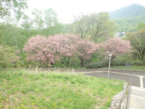 展望台のから見た八重桜