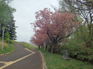 レストハウス左側の八重桜の様子