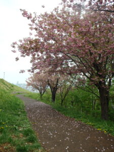 レストハウス左側の八重桜と散策路