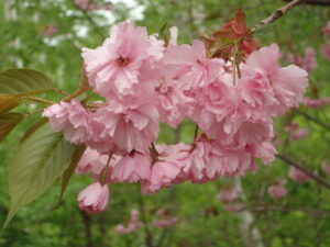 レストハウス左側の八重桜のアップ