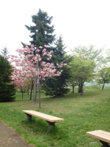 新桜並木裏のベンチと八重桜